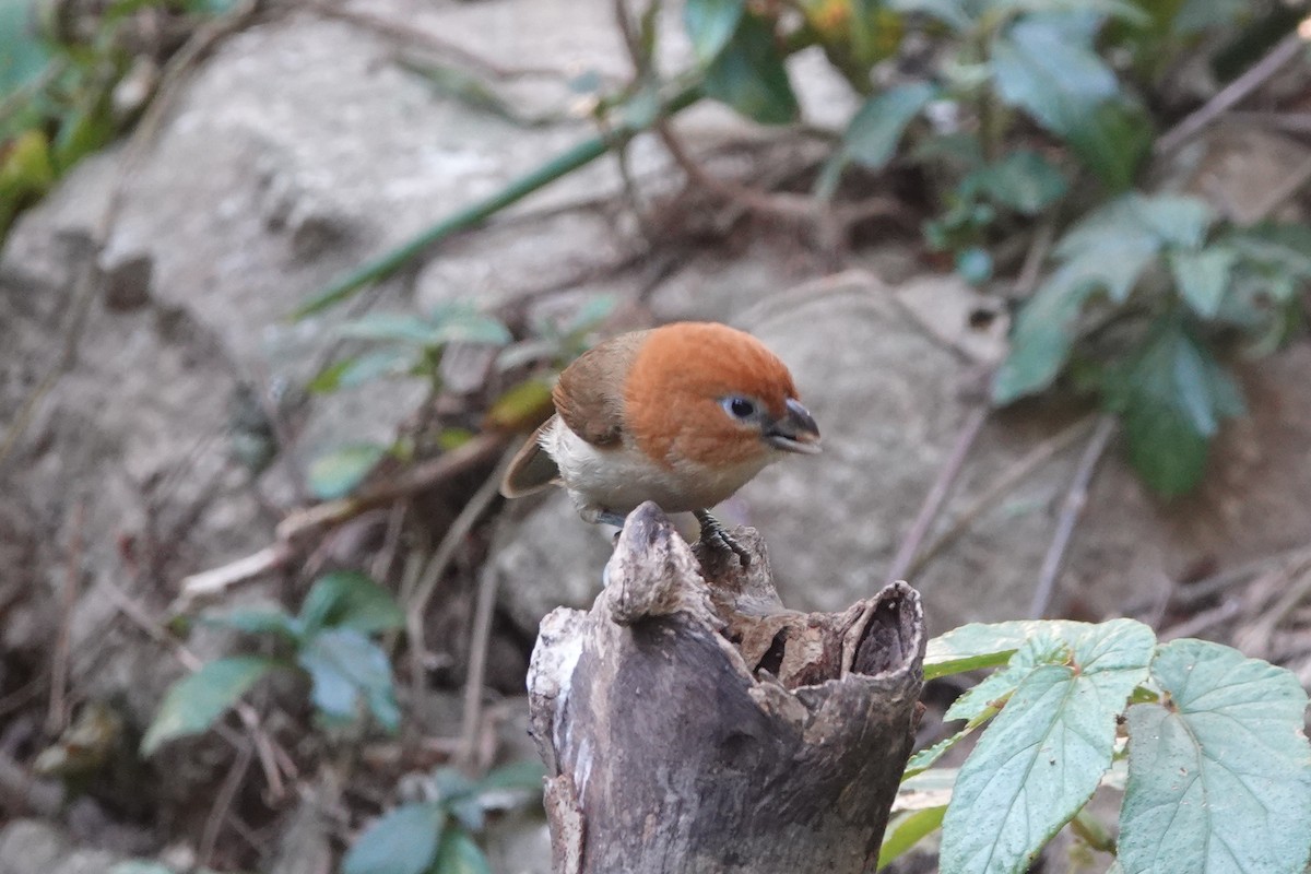 Rufous-headed Parrotbill - ML642374356