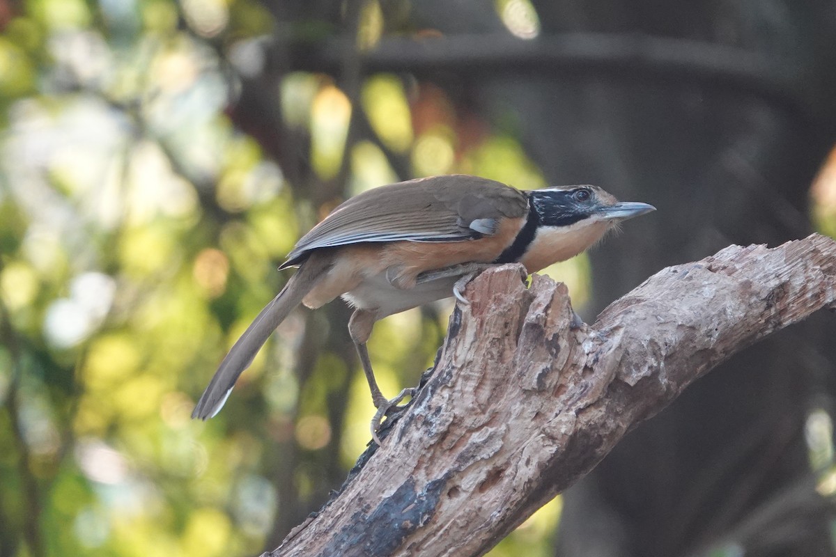 Greater Necklaced Laughingthrush - ML642374358