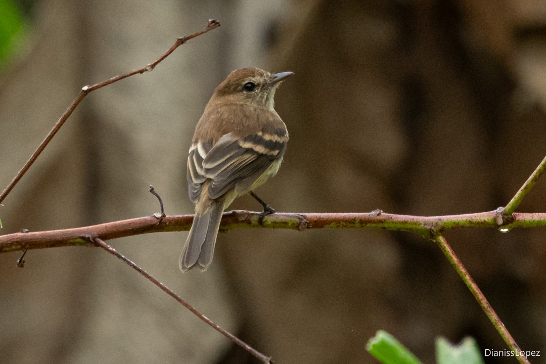 Bran-colored Flycatcher - ML642374360