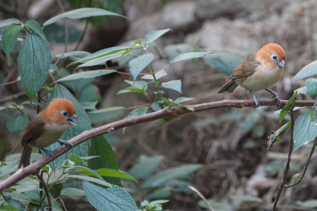 Rufous-headed Parrotbill - ML642374362