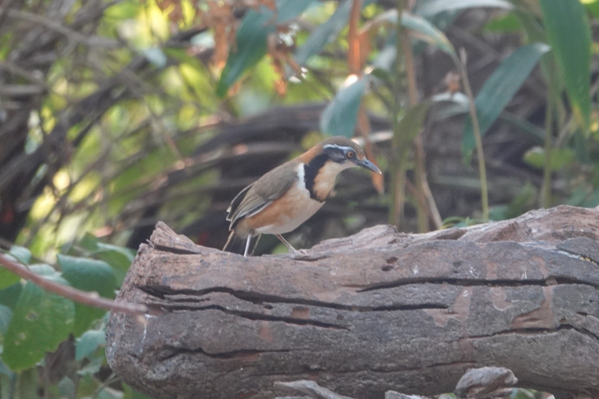 Lesser Necklaced Laughingthrush - ML642374364