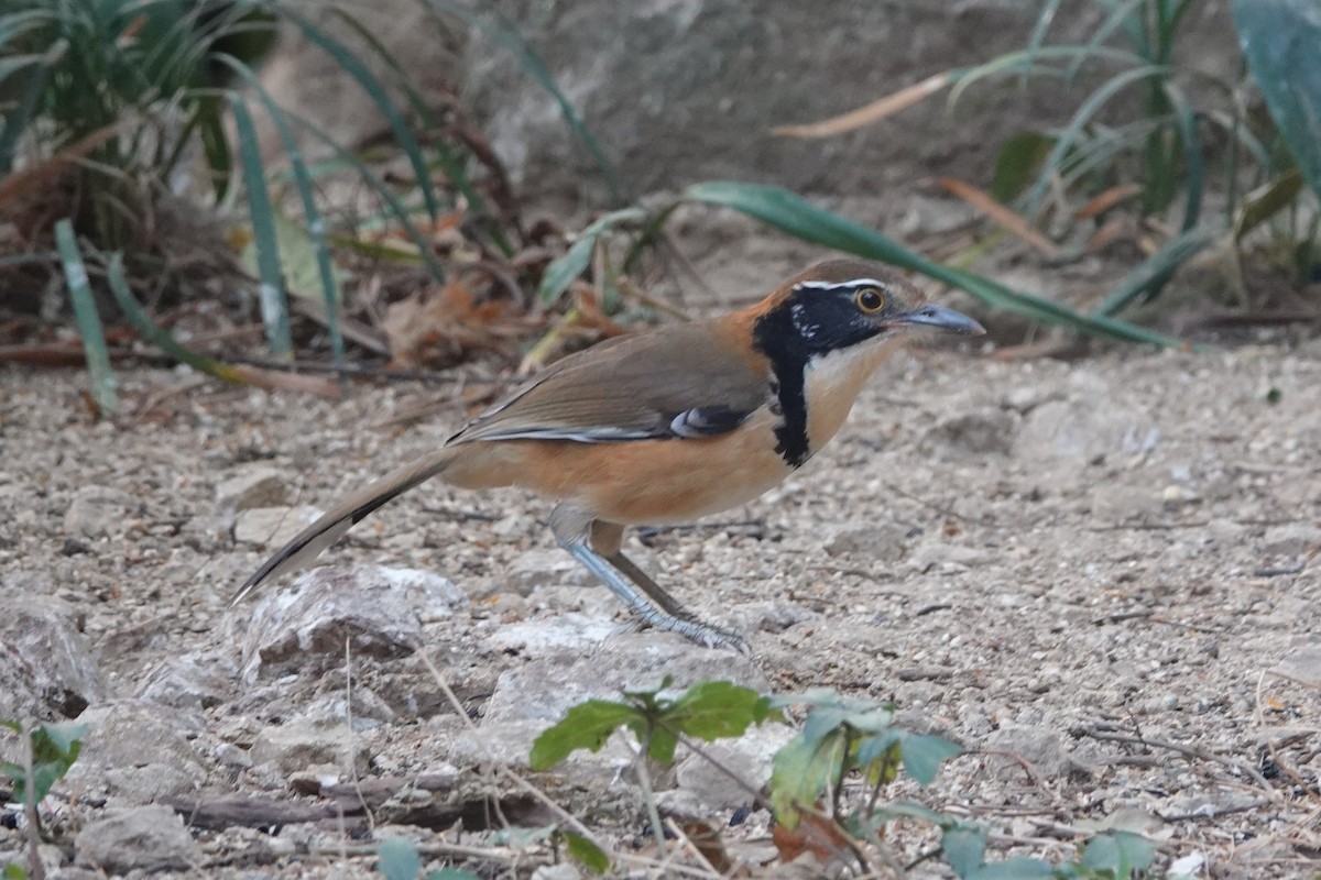 Greater Necklaced Laughingthrush - ML642374365