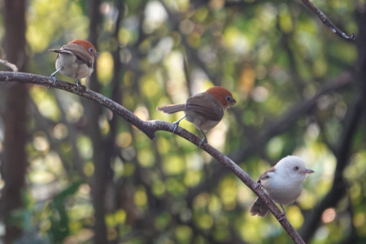Rufous-headed Parrotbill - ML642374366