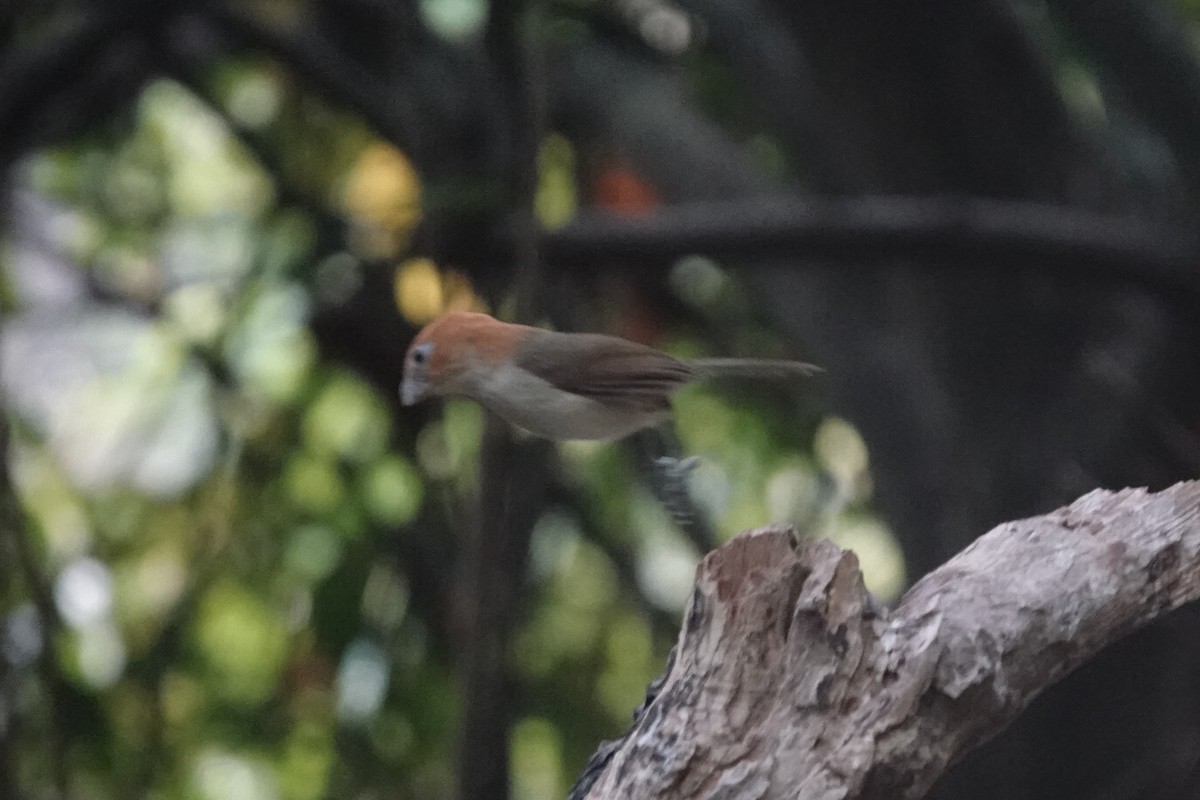 Rufous-headed Parrotbill - ML642374382