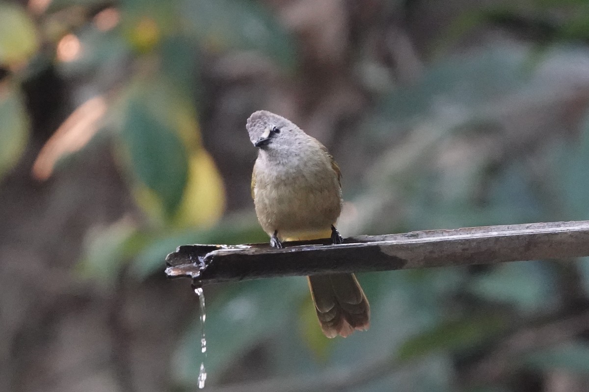 Blue-throated Barbet - ML642374386