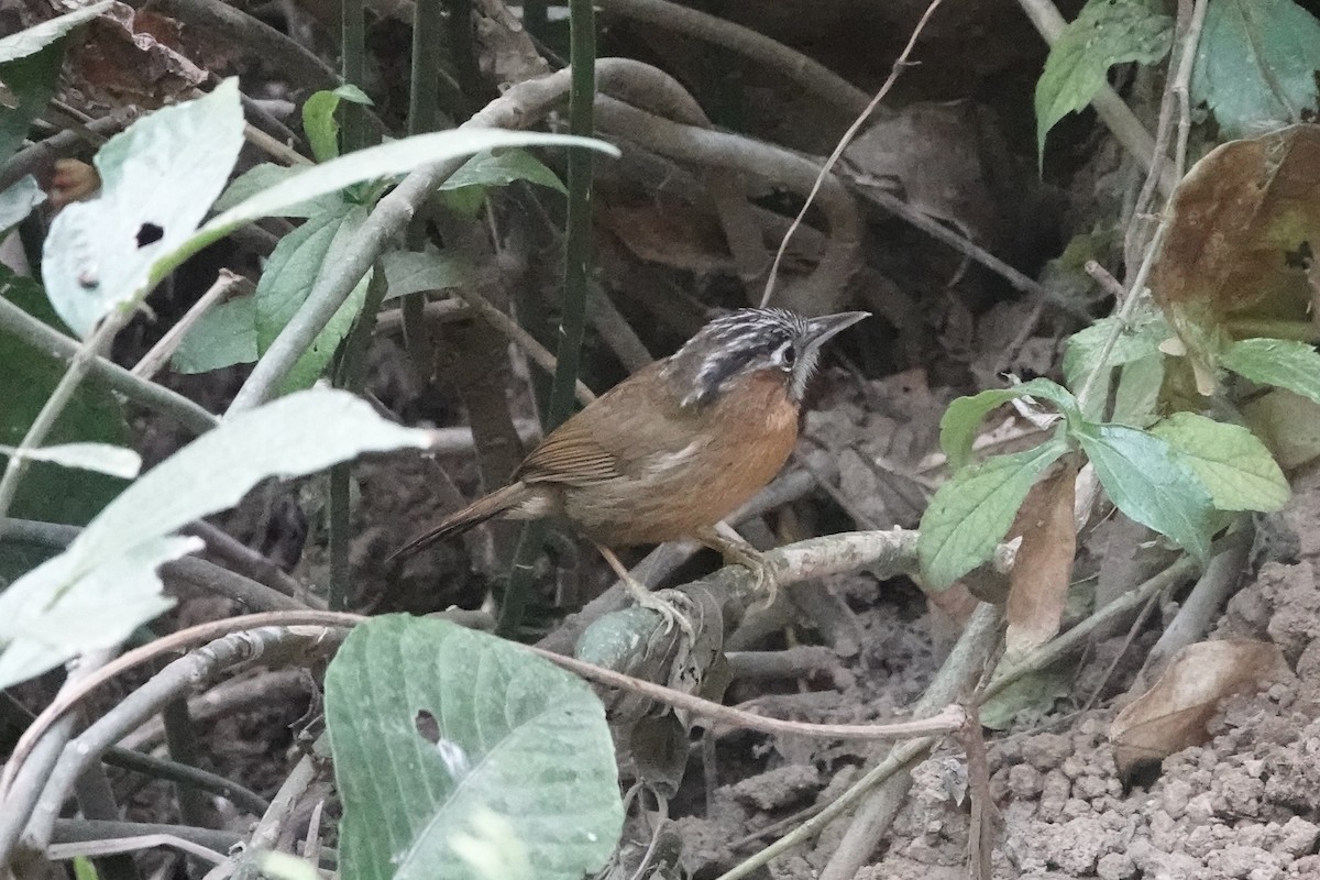 Gray-throated Babbler - ML642374387