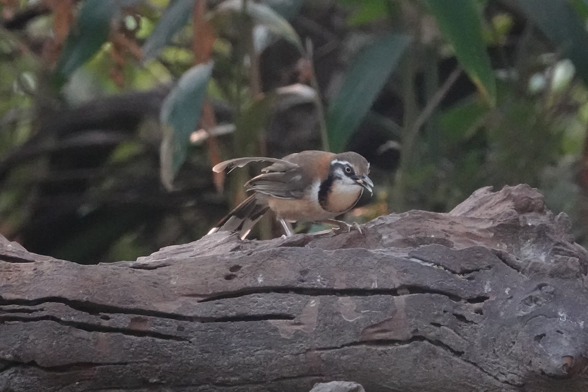 Lesser Necklaced Laughingthrush - ML642374388