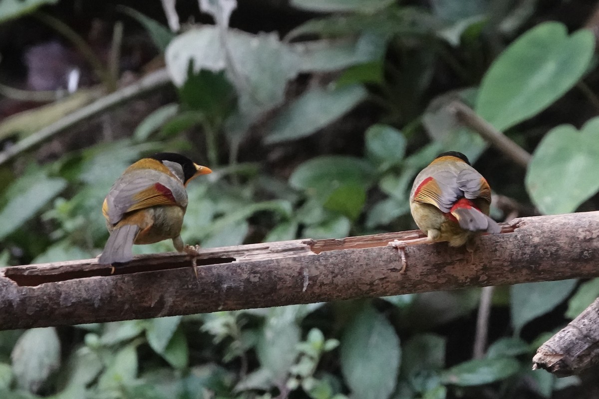 Blue-throated Barbet - ML642374390