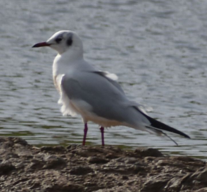 Antxeta mokogorria - ML642374398
