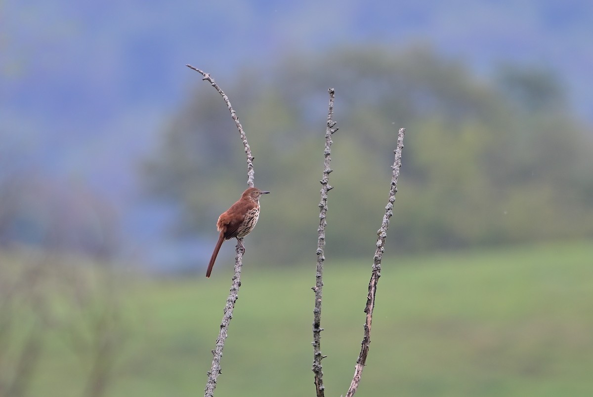 Brown Thrasher - ML642374400
