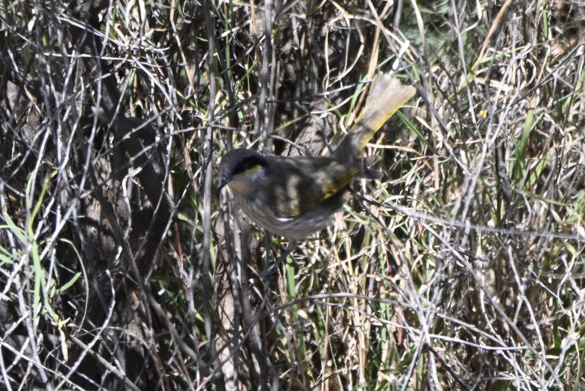 Singing Honeyeater - ML642374403