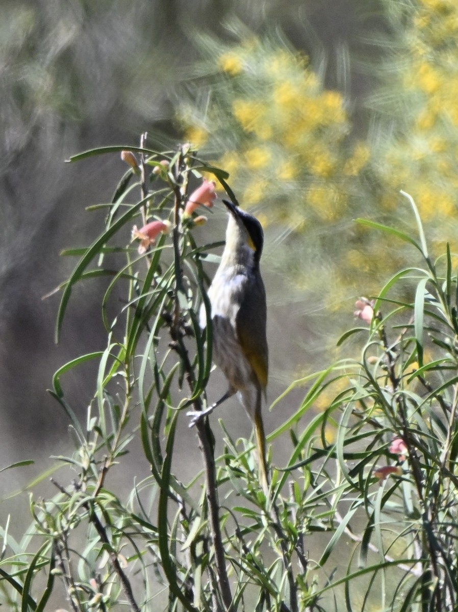 Singing Honeyeater - ML642374404