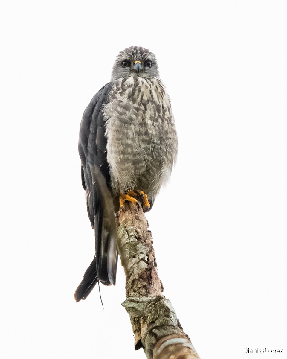 Plumbeous Kite - ML642374417
