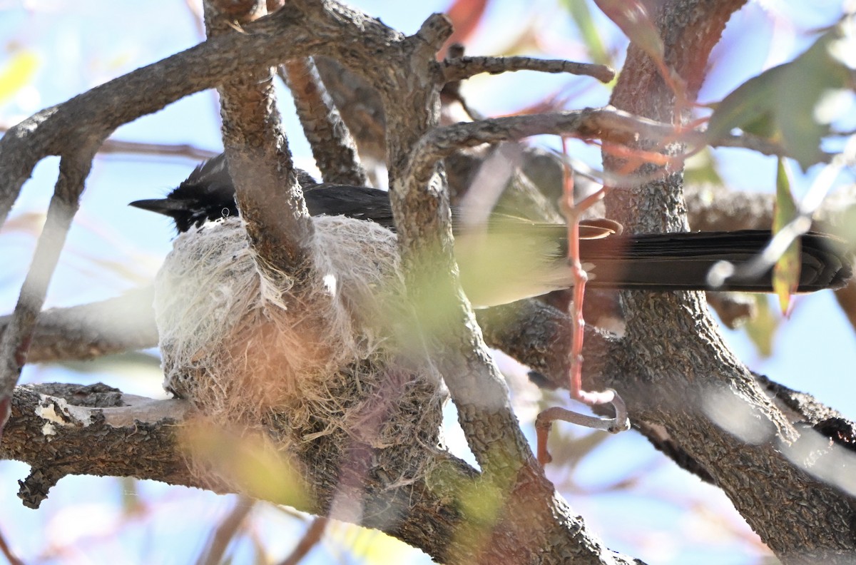 Willie-wagtail - ML642374425