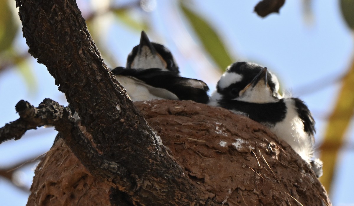 Magpie-lark - ML642374430