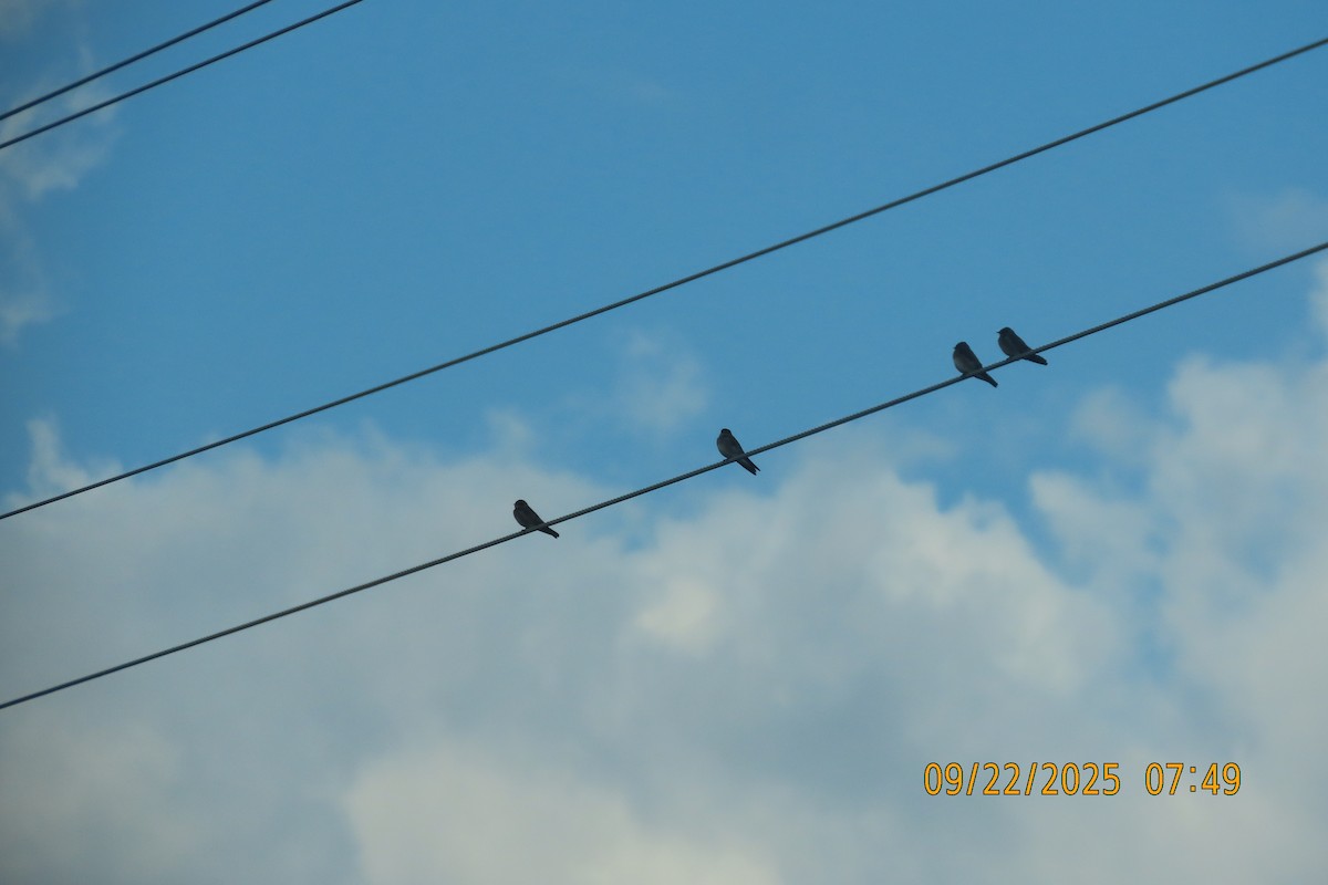 Northern Rough-winged Swallow - ML642374432
