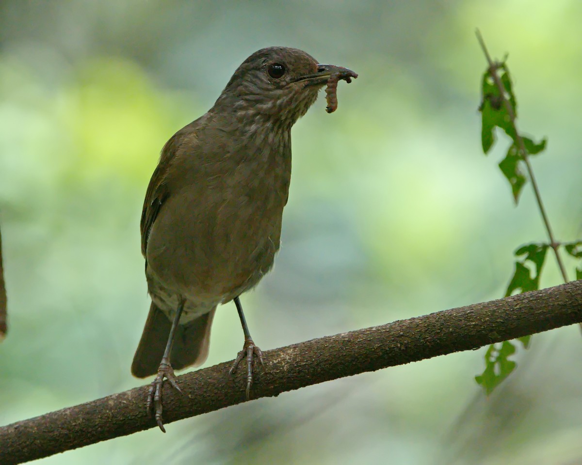Pale-breasted Thrush - ML642374433