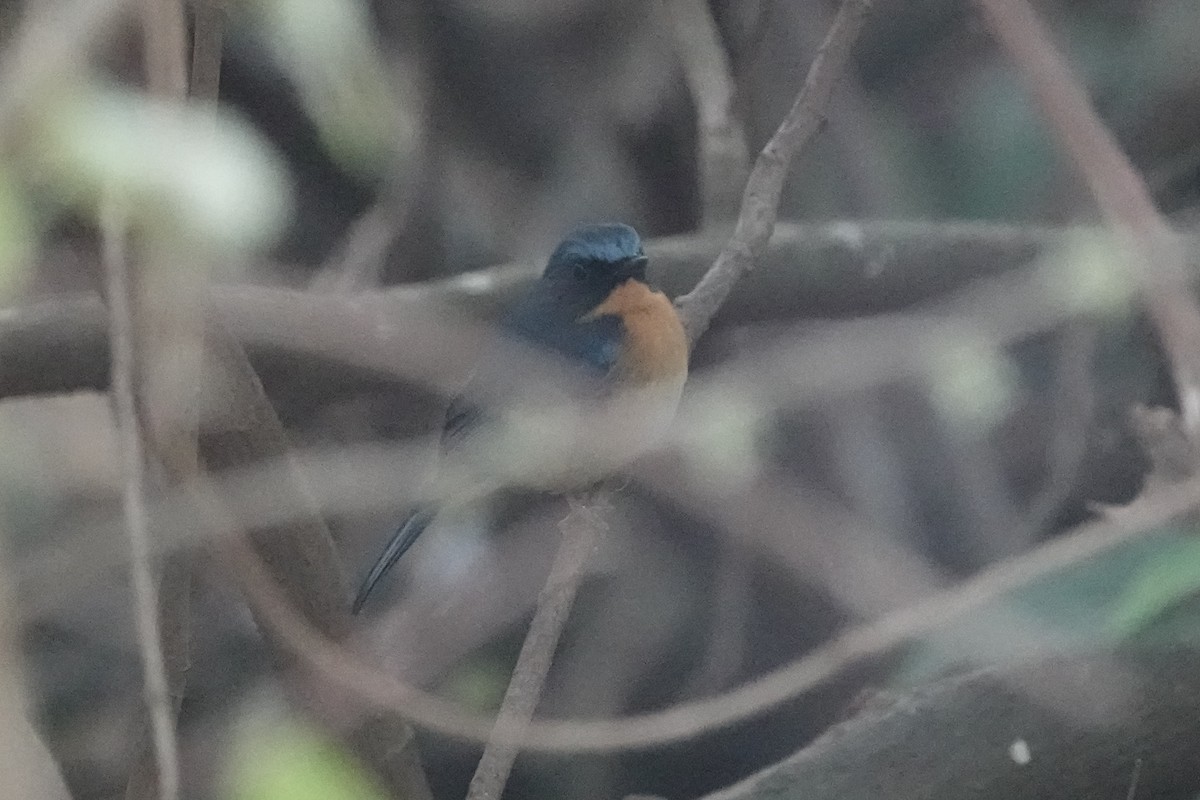 Hill Blue Flycatcher - ML642374447