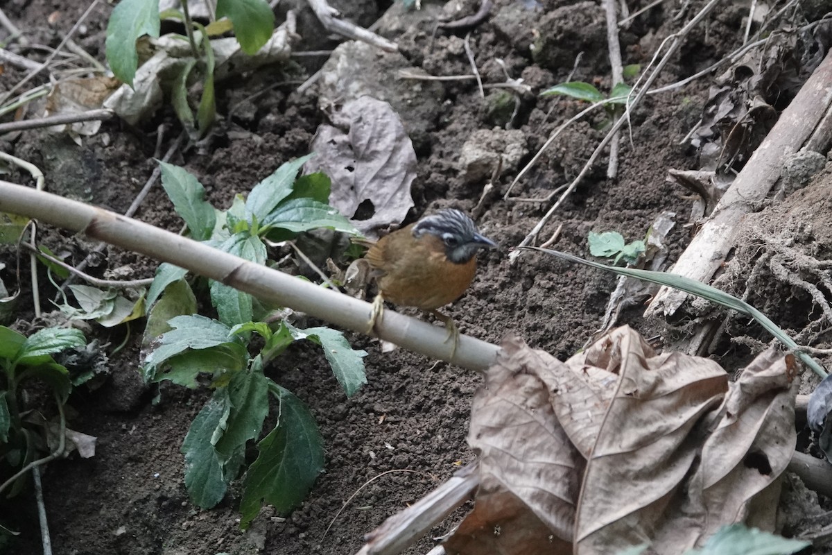 Gray-throated Babbler - ML642374455