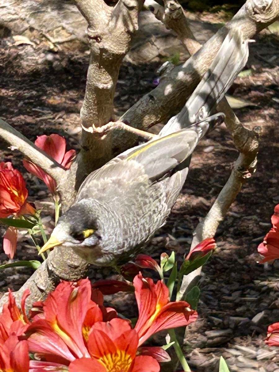 Noisy Miner - ML642374487