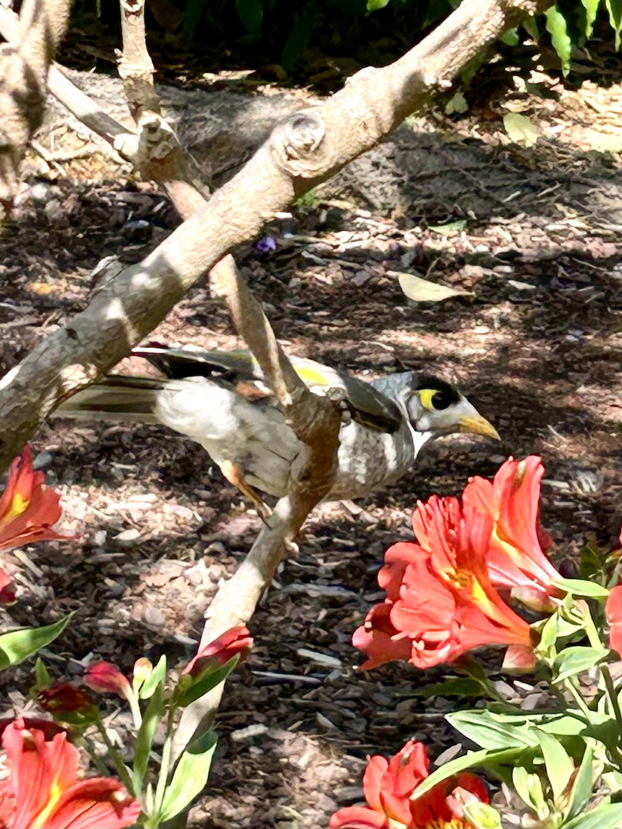 Noisy Miner - ML642374488