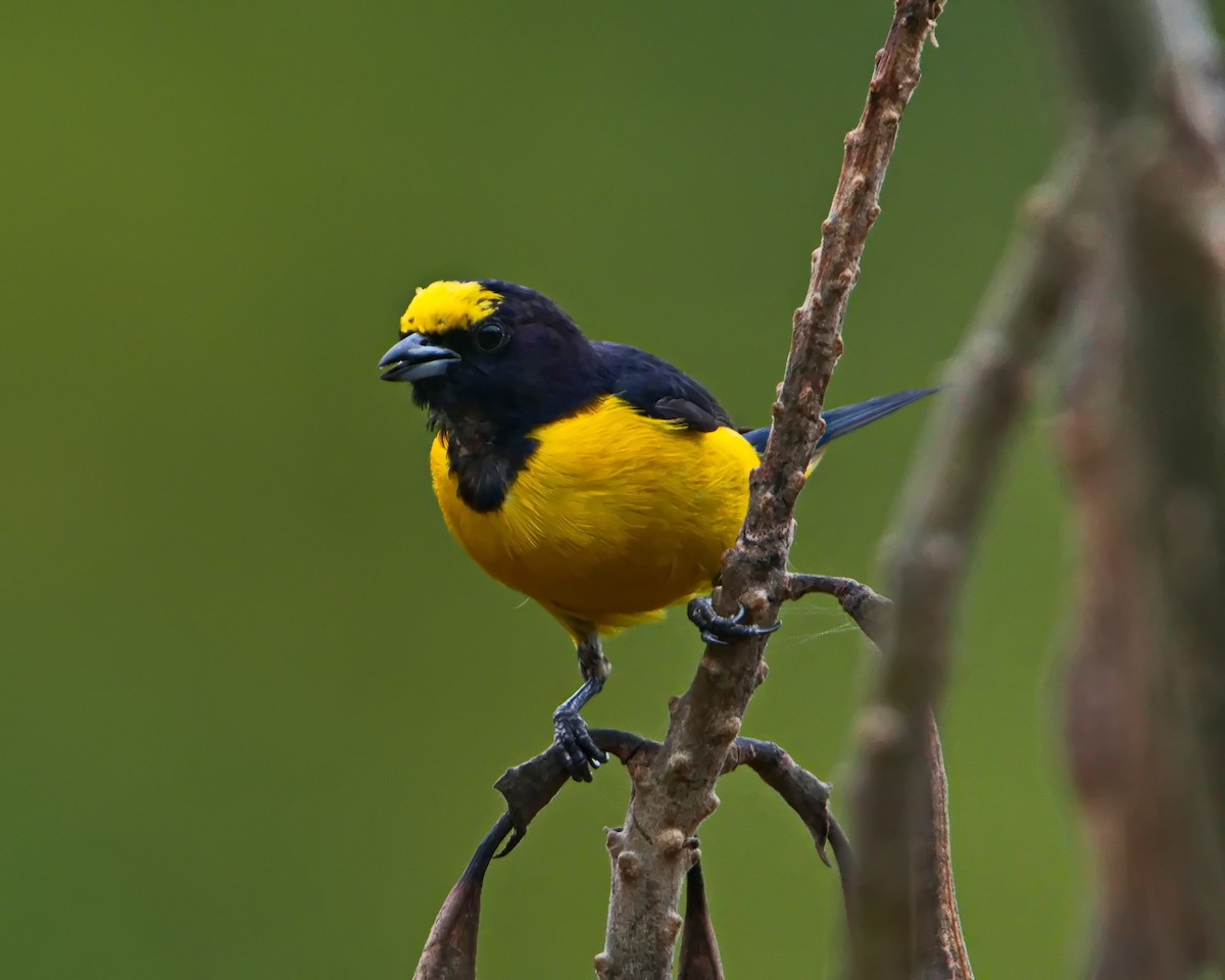 Purple-throated Euphonia - ML642374490