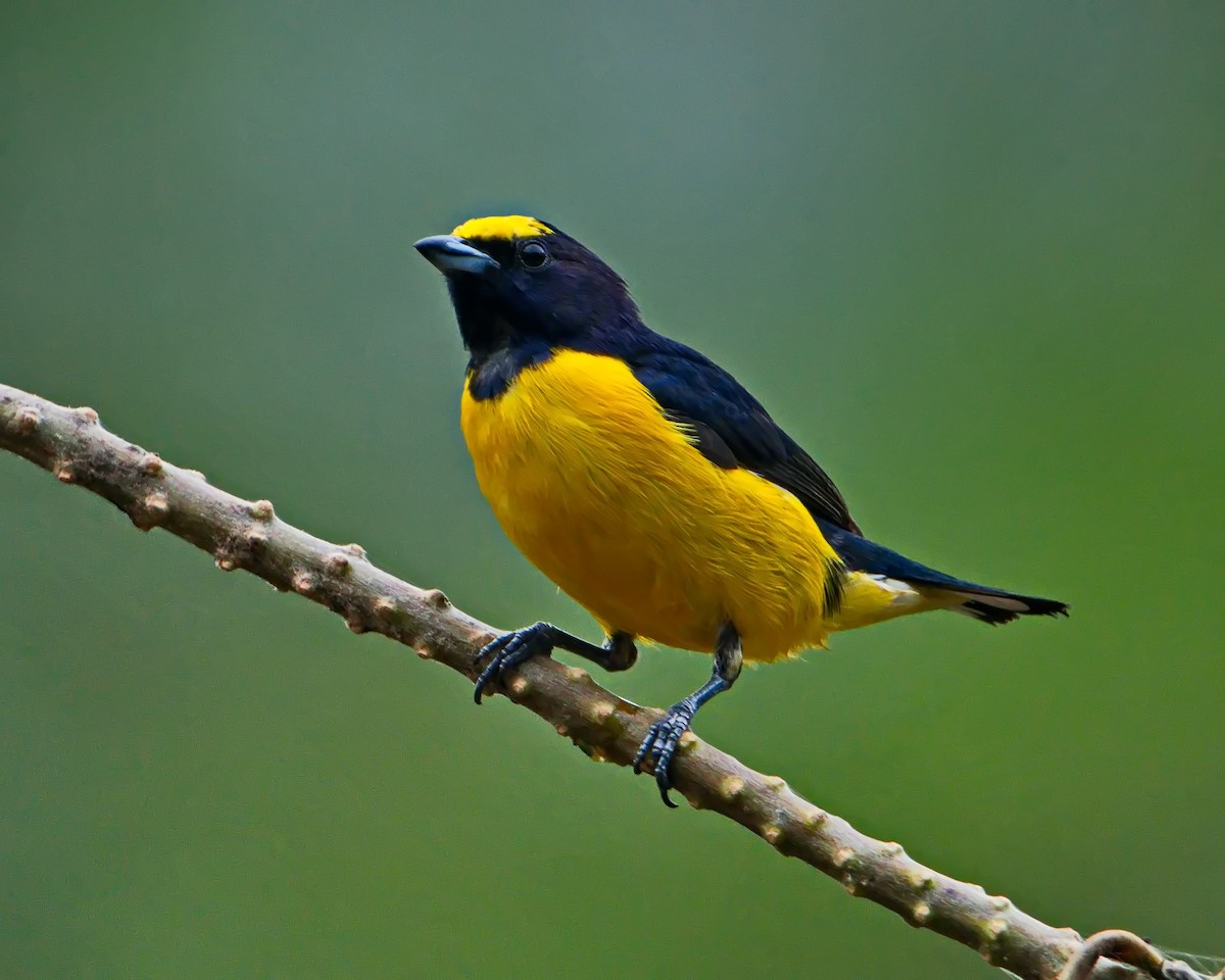 Purple-throated Euphonia - ML642374492