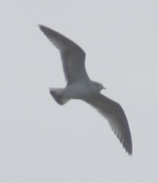 gull sp. - ML642374493