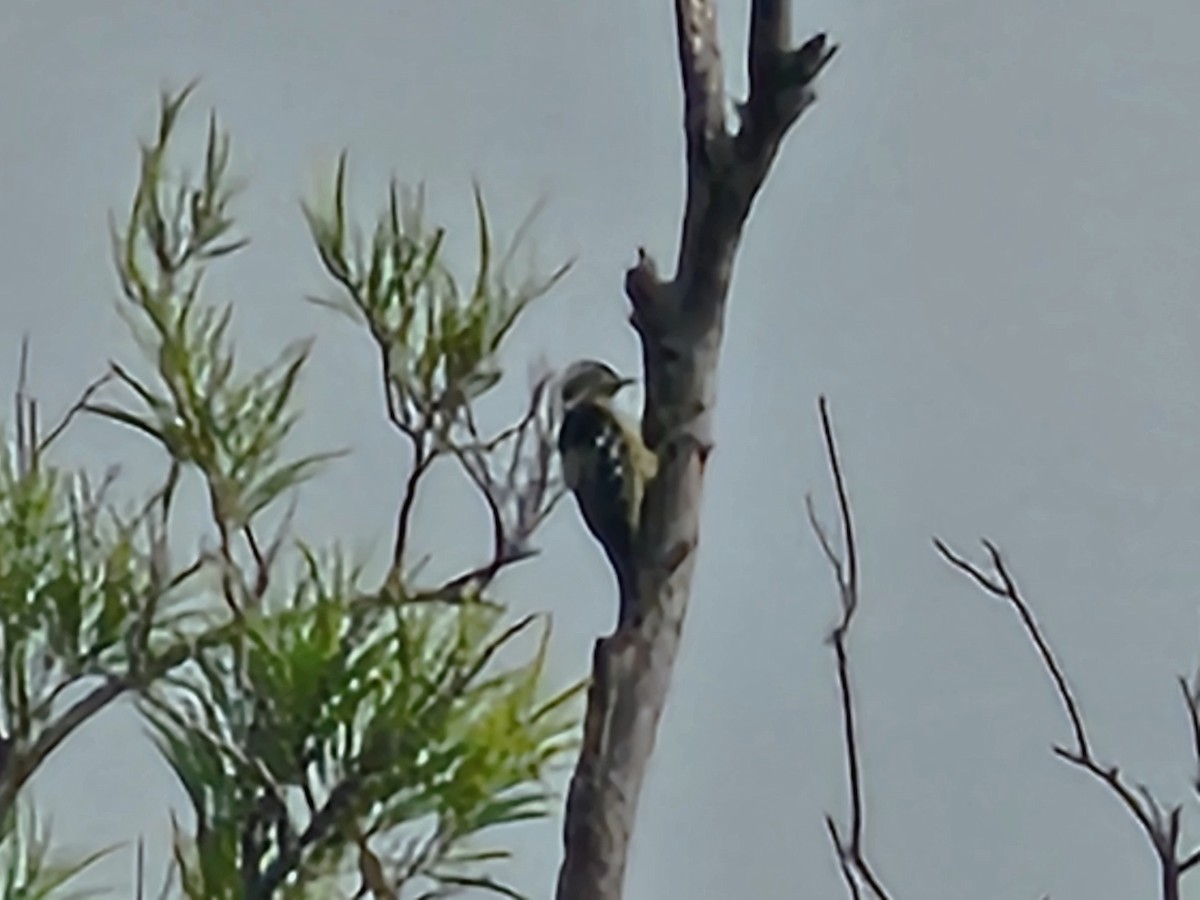 Gray-capped Pygmy Woodpecker - ML642374500