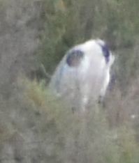 Gray Heron - ML642374509