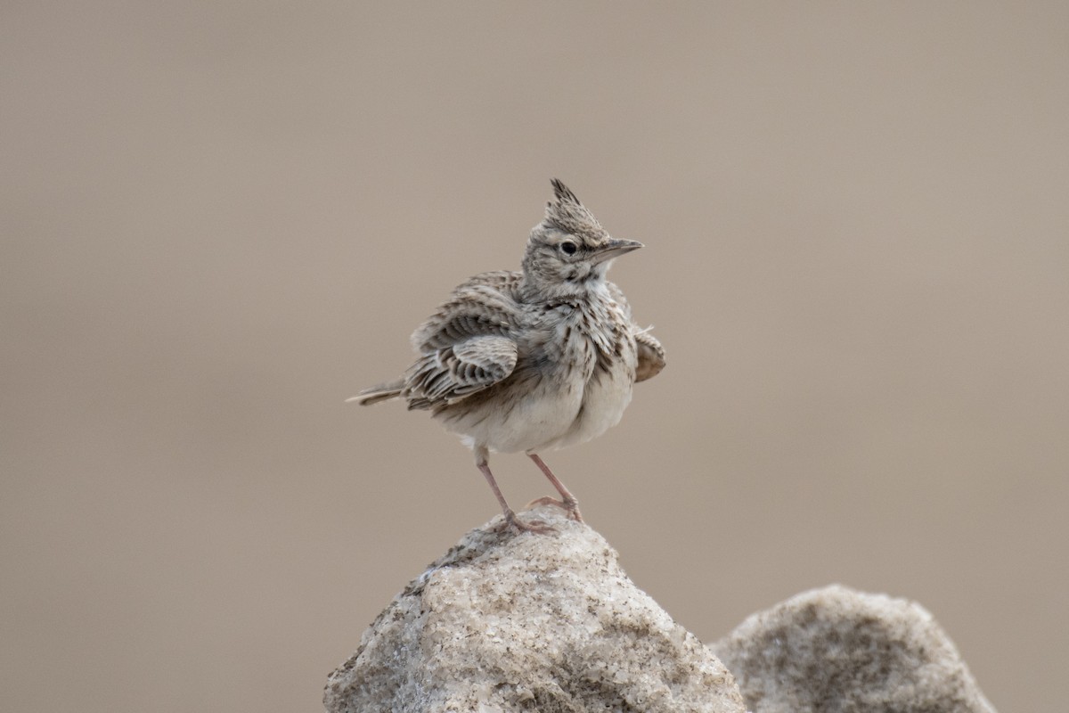 Crested Lark - ML642374511