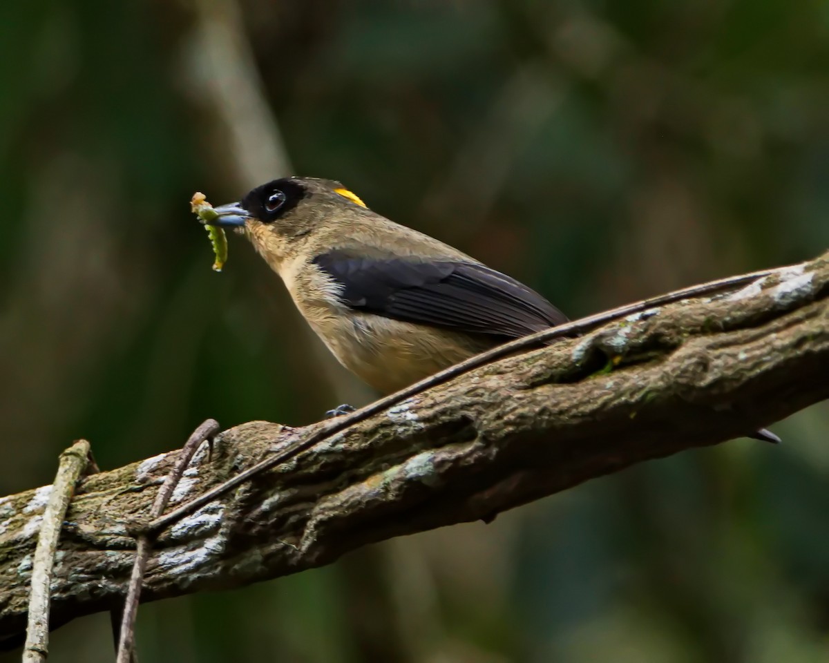 Black-goggled Tanager - ML642374512
