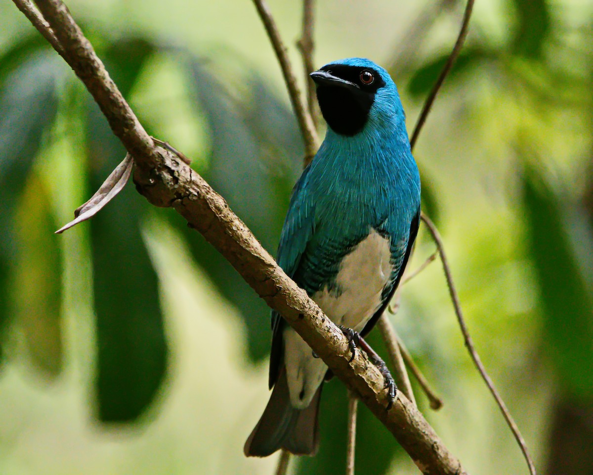 Swallow Tanager - ML642374520