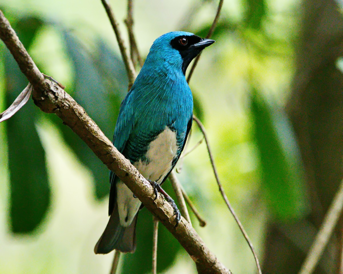 Swallow Tanager - ML642374521
