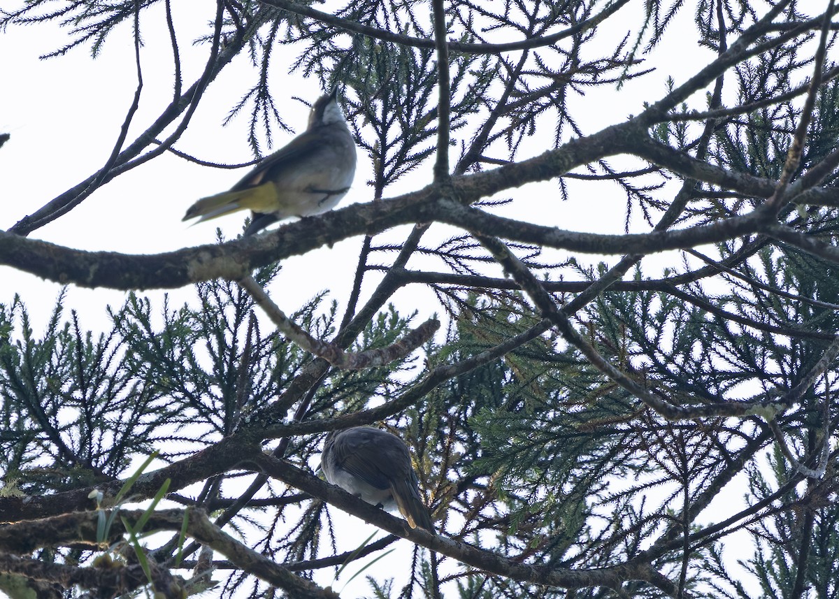 Cinereous Bulbul (Green-winged) - Ayuwat Jearwattanakanok