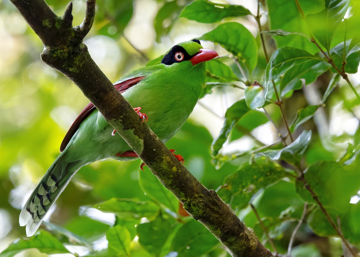Bornean Green-Magpie - ML642374567