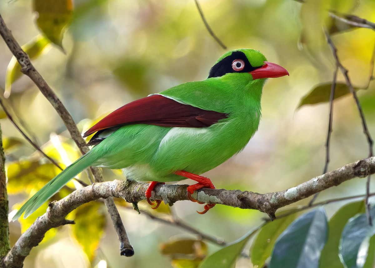 Bornean Green-Magpie - ML642374568