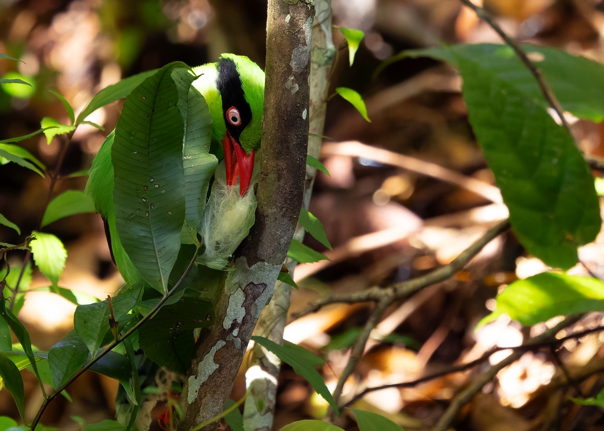 Bornean Green-Magpie - ML642374569