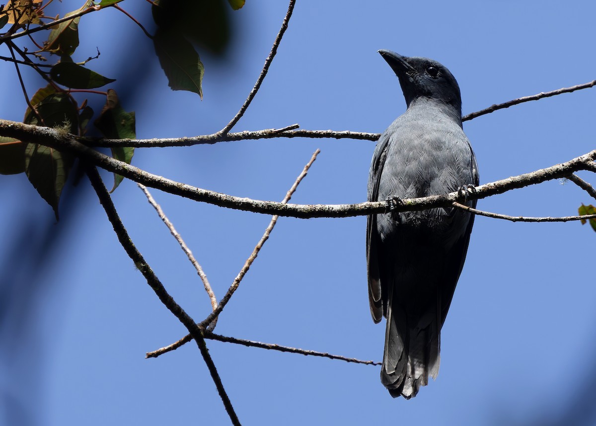 Sunda Cuckooshrike - ML642374574