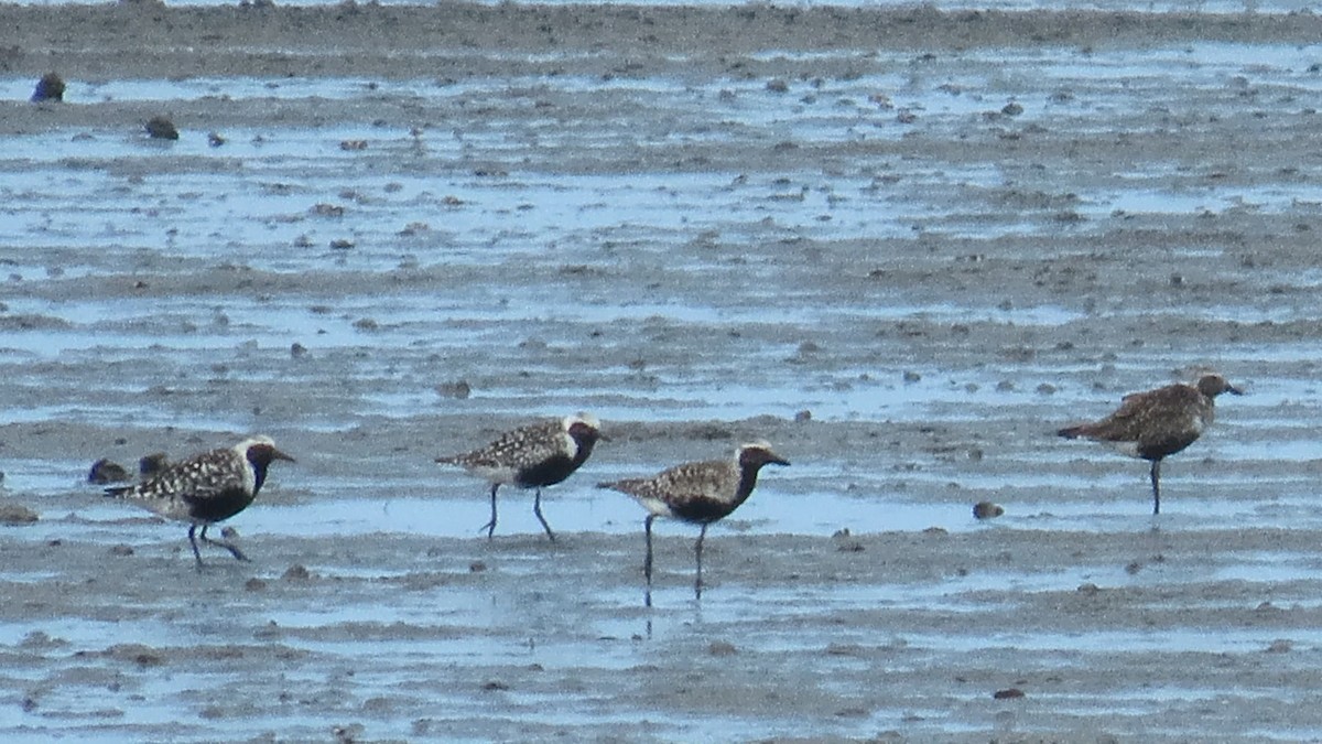 Black-bellied Plover - ML642374632