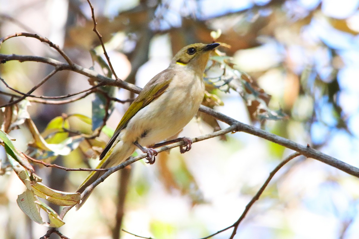 Fuscous Honeyeater - ML642374634