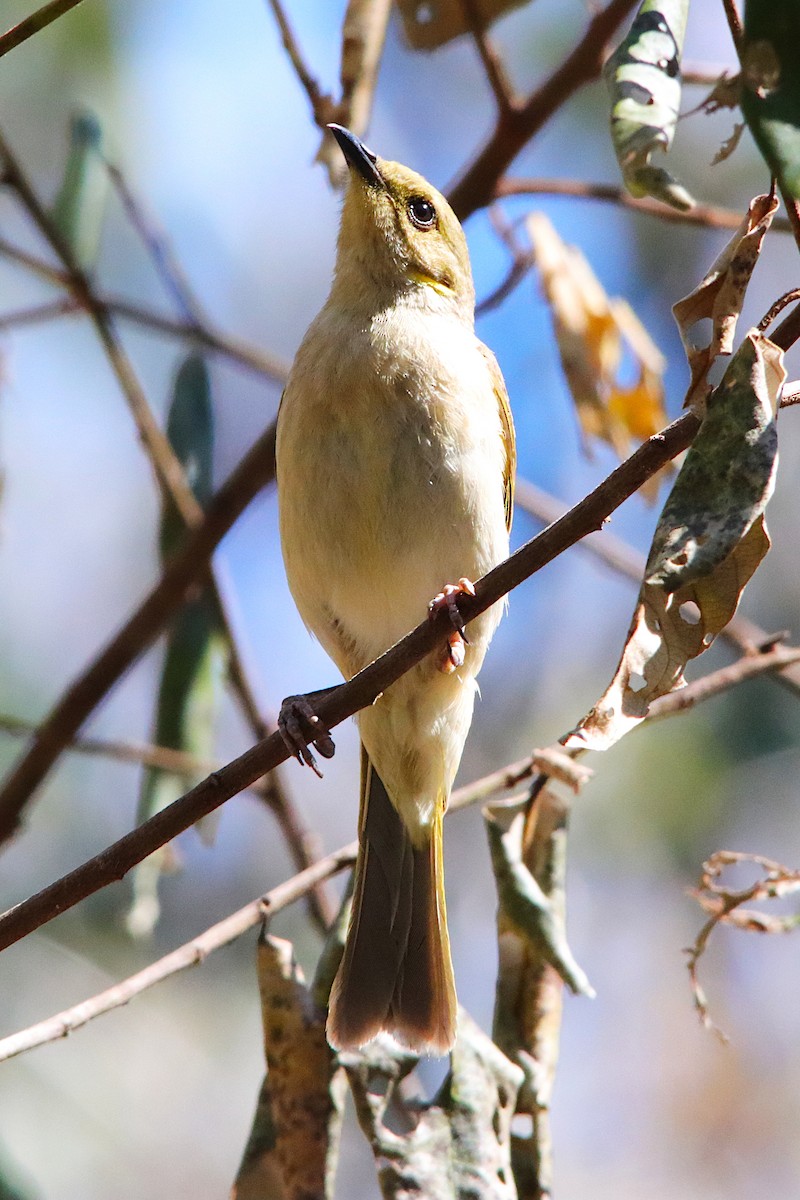 Fuscous Honeyeater - ML642374635