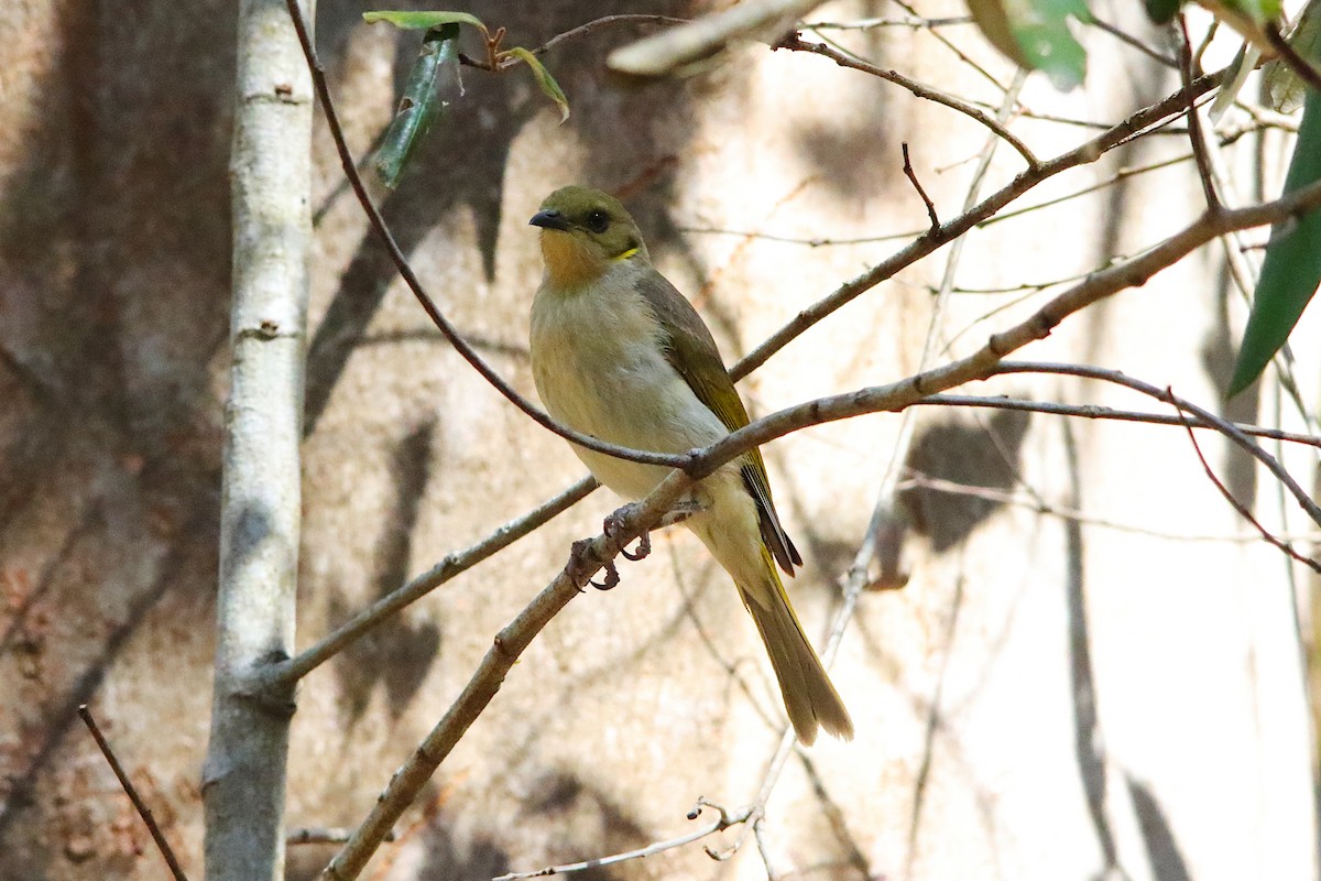 Fuscous Honeyeater - ML642374636