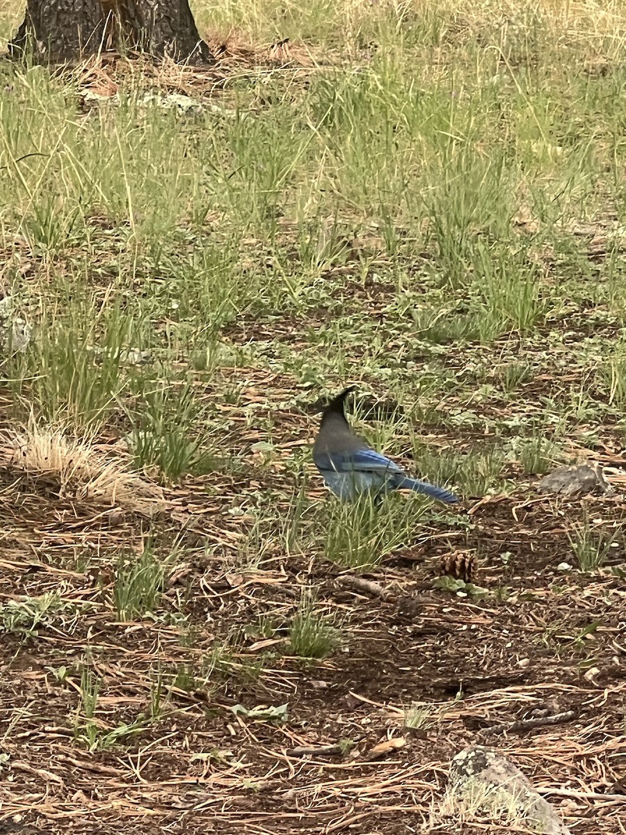 Steller's Jay (Southwest Interior) - ML642374655