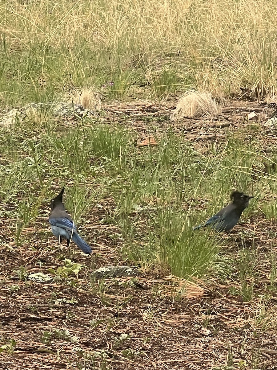 Steller's Jay (Southwest Interior) - ML642374656