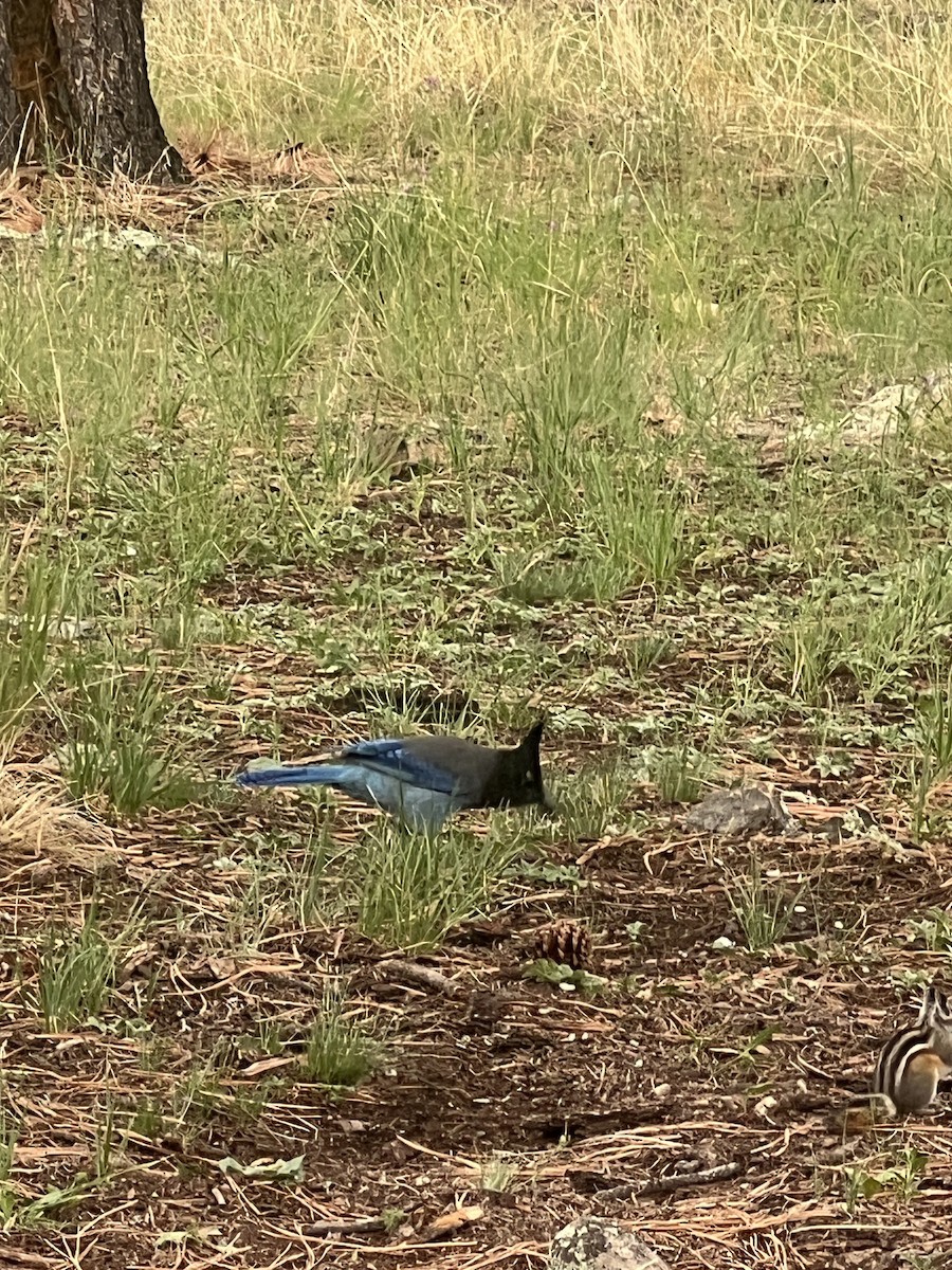 Steller's Jay (Southwest Interior) - ML642374657