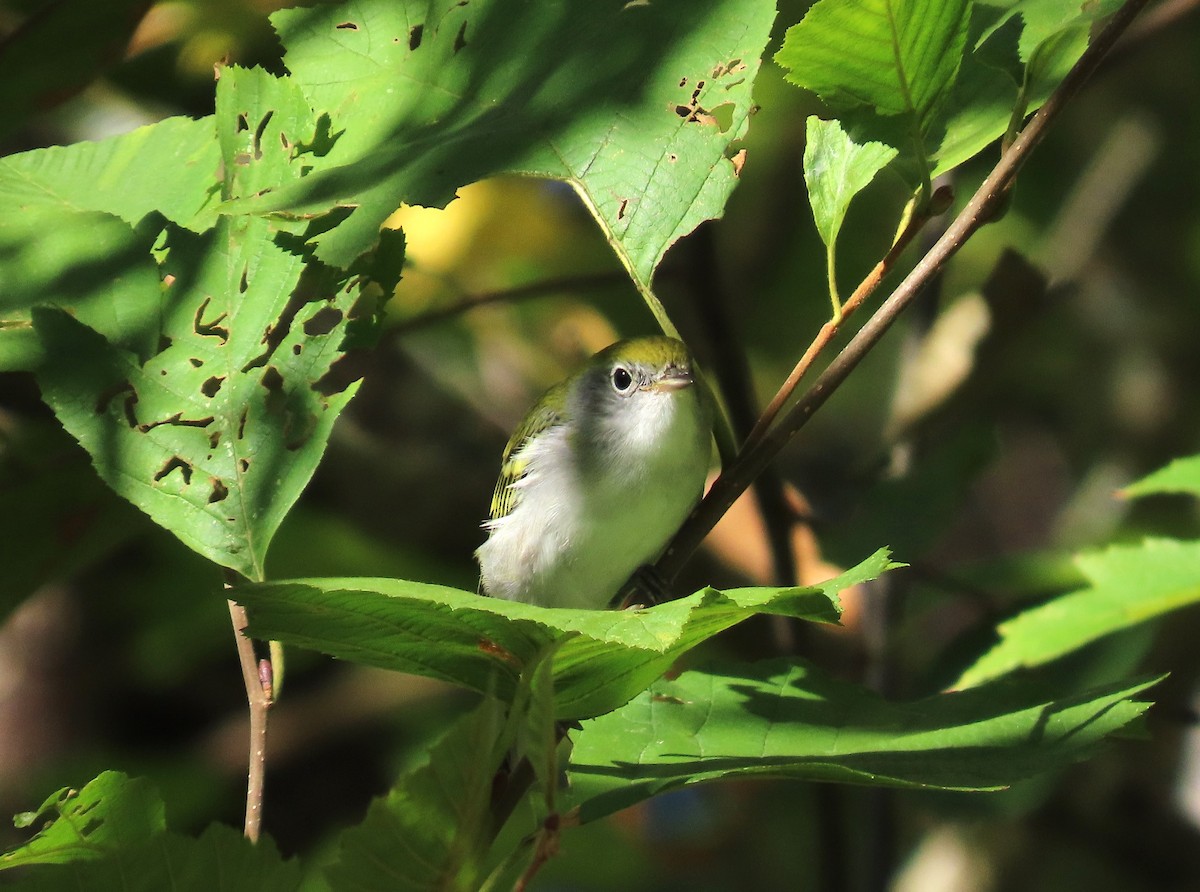 Chestnut-sided Warbler - ML642374669
