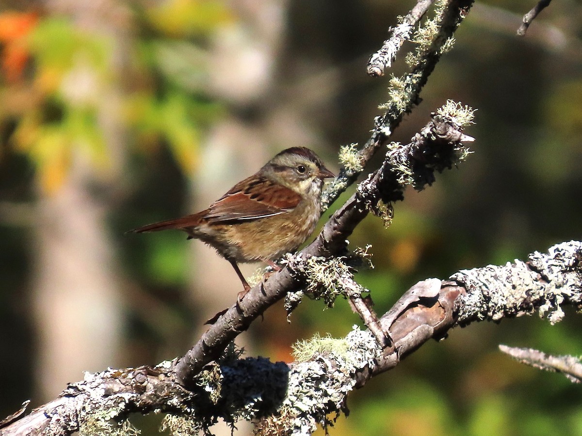 Swamp Sparrow - ML642374675
