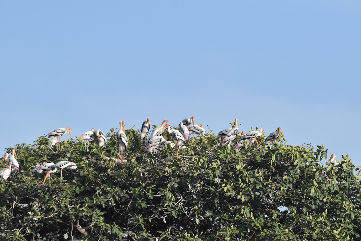 Painted Stork - ML642374703