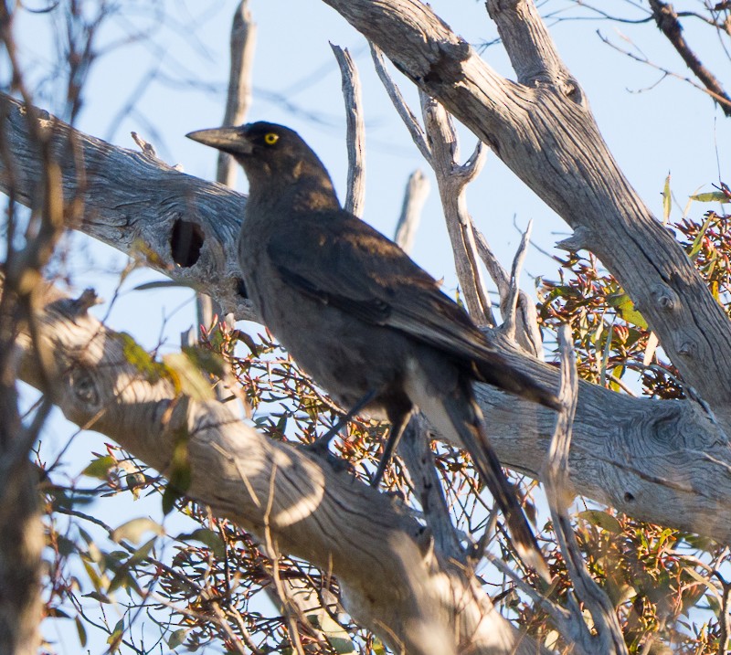 Gray Currawong - ML642374714